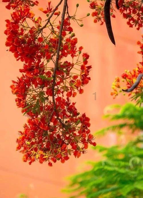 芭比滑稽服装